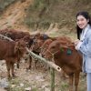 Á hậu Phương Nhi tặng 20 con bò cho nông dân nghèo
