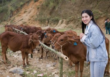 Á hậu Phương Nhi tặng 20 con bò cho nông dân nghèo